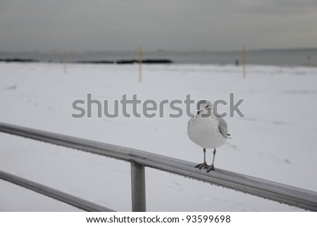 Seagull Perched on Railing on Snow-Covered Beach