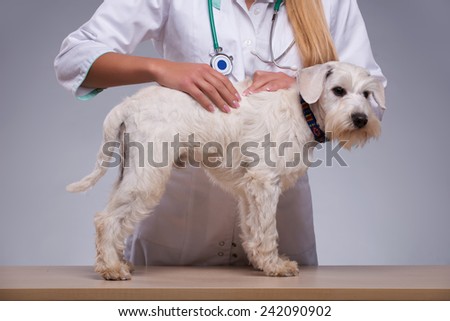 Thorough dog examination. Shot of a vet examining fur of little terrier dog while standing against grey background