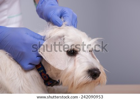Regular check-ups are essential to canine health. Closeup shot of an young vet with her patient little terrier dog against grey background