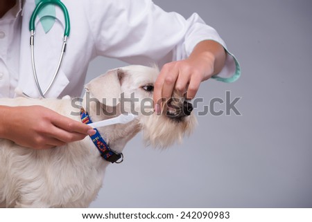 Checking how healthy your pet is.  Closeup of a female vet checking the teeth of a very unimpressed canine while standing against grey background