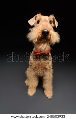 Funny little hipster. Portrait of black brown Airedale Terrier dog with a bow tie isolated on black background
