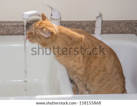 Wet cat in sink drinking water