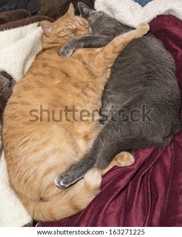 Cat best friends hugging on bed
