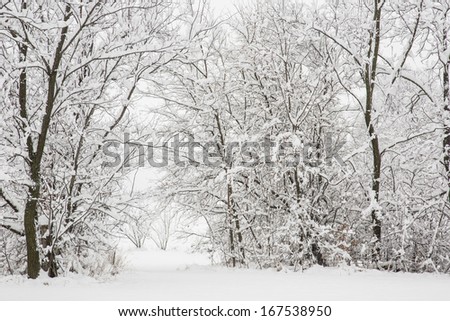 Snow filled trees