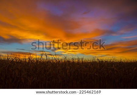 Corn field at sunrise with multi colors in the sky