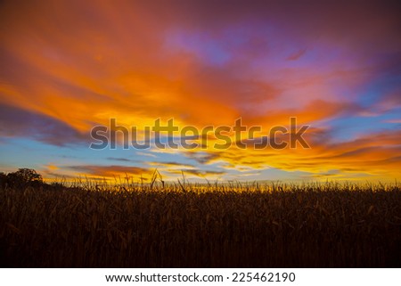 Corn field at sunrise with multi colors in the sky