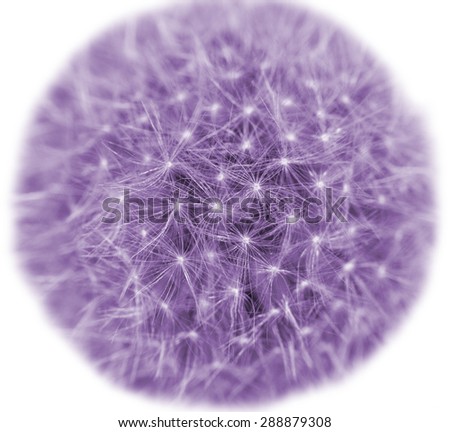 dandelion in purple on white