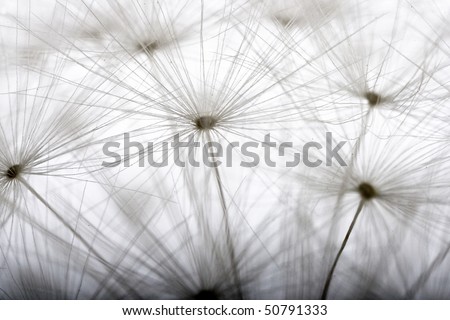 Similar – Image, Stock Photo Fluffy soft seed umbels on already withered stems