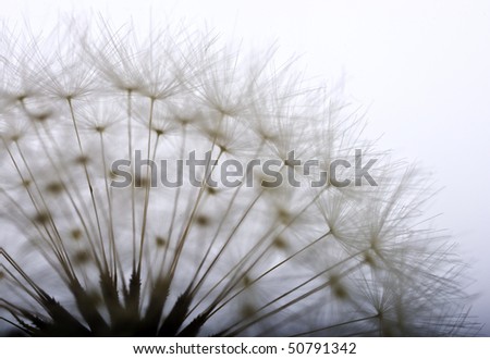 Similar – Image, Stock Photo Fluffy soft seed umbels on already withered stems