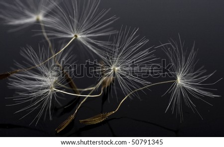 Similar – Image, Stock Photo Fluffy soft seed umbels on already withered stems