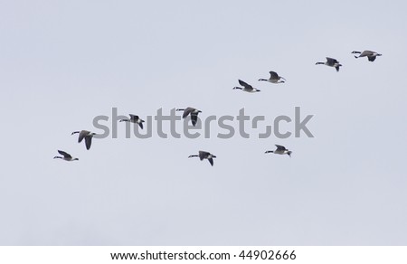 Flying geese in v shape against gray blue sky