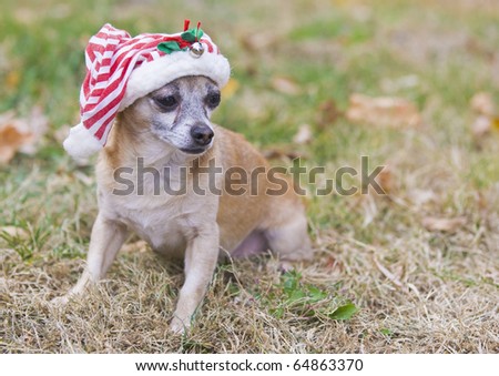 cute Chihuahua  with Santa hat