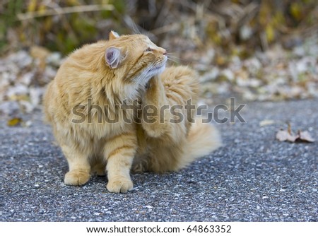 Outdoor orange cat scratching fleas in yard