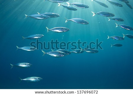 Into the Sunlight / Fish School of Indian Mackerel swimming under the sunlight in the Red Sea, Egypt.