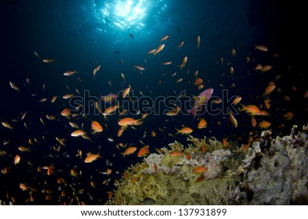 Numerous fish At The Coral Reef.Small Fish Swimming over the reef in all directions due to a lack of current in The Red Sea. / Coral Reef