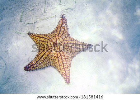 Caribbean Starfish Underwater in so called Natural Pool of Bayahibe near Saona Island in Dominican Republic. National Park Guaraguao.