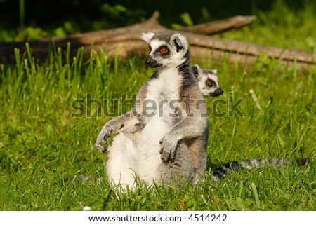 ring-tailed lemur - family