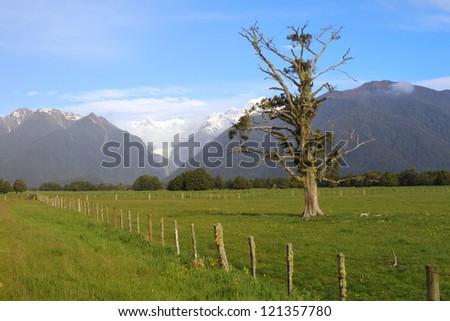 View of the snow covered mountains and a tree in Westland National Park, South Island, New Zealand