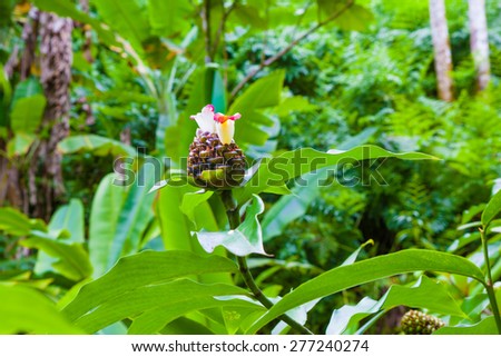 Chocolate ball ginger plant blooming in Hawaii