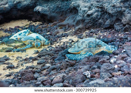 Three green sea turtles resting on a volcanic black sand beach in Hawaii