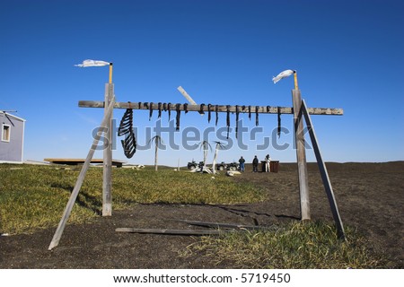 Traditional inuit food - reindeer jerky on wooden rack drying at the shore of an Arctic Ocean