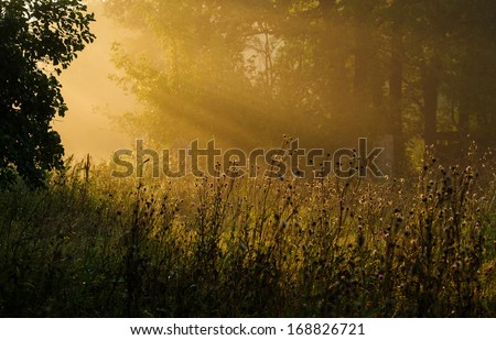 first sun rays in the morning fog in the forest
