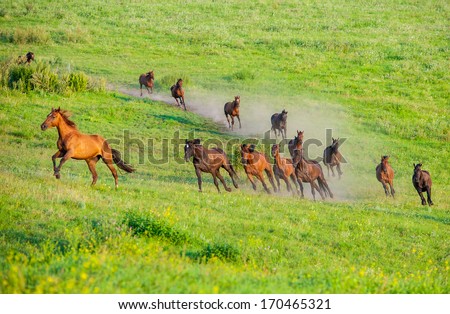 Herd of horses running in the dust on a background of green fields