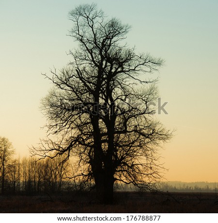 silhouette of a big old tree against the setting sun