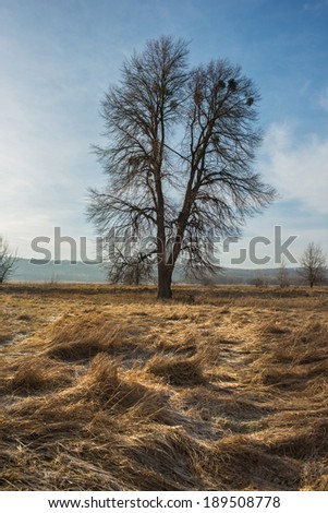Landscape with a lone tree and dry grass, winter season