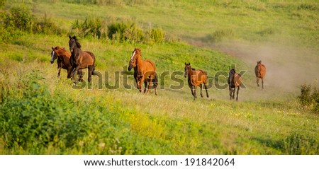 herd of horses running in the hilly area, the summer season