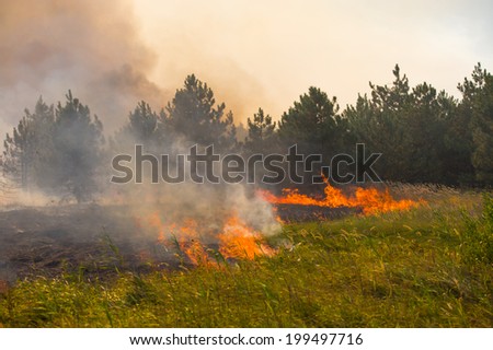 fire in a pine forest in the dry and hot weather, the summer season
