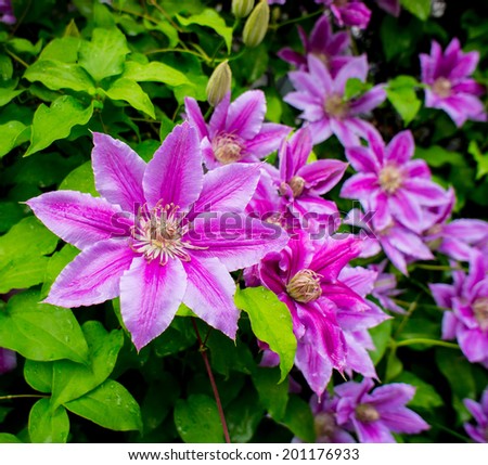 decorative flowers blooming clematis on a sunny day on the plot