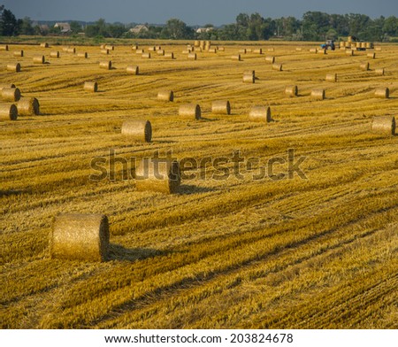 gathering packed hay after harvesting wheat, summer