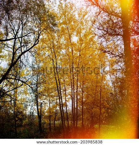 group of trees covered with yellow leaves, fall season