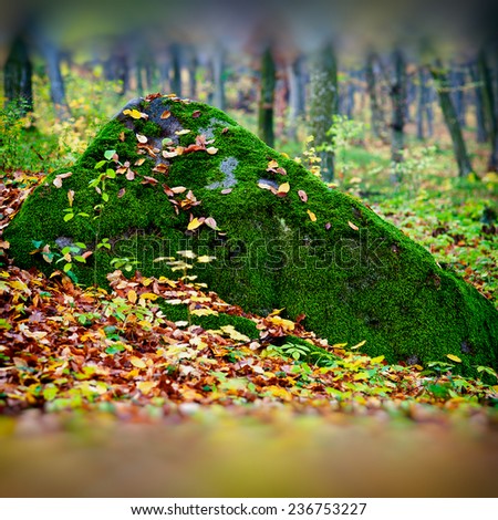 rock covered with green moss and fallen autumn leaves on the forest background