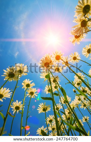 blooming daisy flowers on a background of blue sky and sun rays