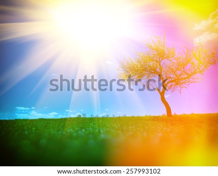 landscape sun and a lone tree in a field spring season