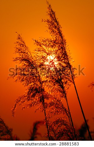Silhouette  cane covered by  coming sun, an orange background