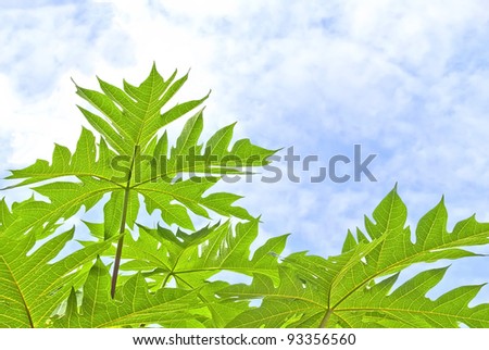 Vein of papaya leafs