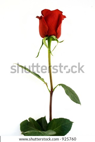 Photo of a Red Rose