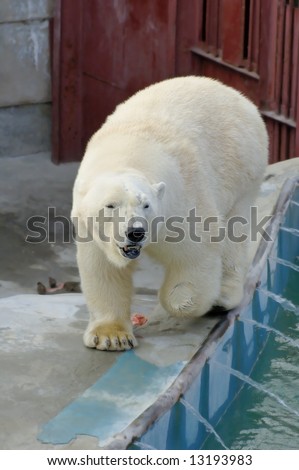 Photo of polar bear walking at his cage in the zoo