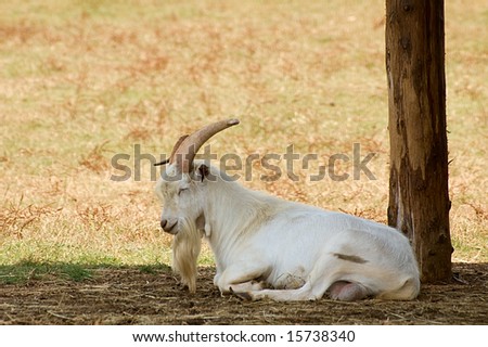 Old white goat dozes of under the shed roof