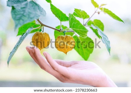 Similar – Foto Bild Die Frucht Physalis mit Kelchblättern