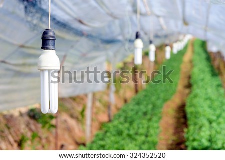 Lamp for lighting plant in greenhouse