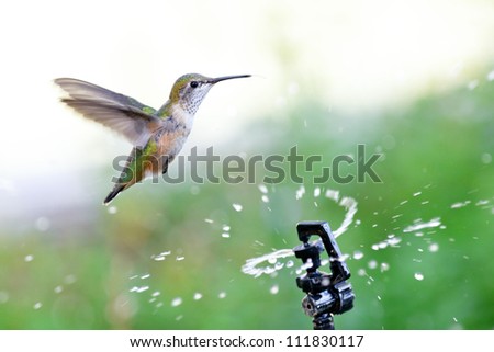 Rufous Hummingbird  flying through water from a garden sprinkler