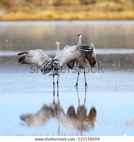 A Pair of Sandhill Cranes Dancing at Bosque del Apache National Wildlife Reserve in New Mexico USA.