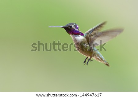 Anna\'s Hummingbird male flying.