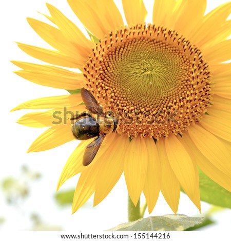 A carpenter bee on a sunflower.