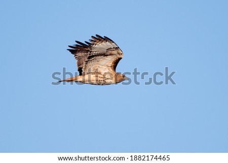 Red-tailed hawk gliding, Bosque del Apache, New Mexico, USA Foto stock © 