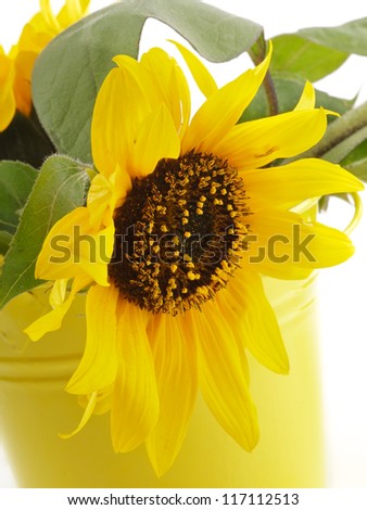 Perfect Sunflower with Leafs in Yellow Bucket closeup on white background